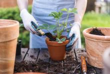 A close up photo of a person putting a plant in a pot with a small spade and soil. 
