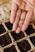 Seed