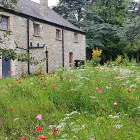 Wildflowers Marlay Park