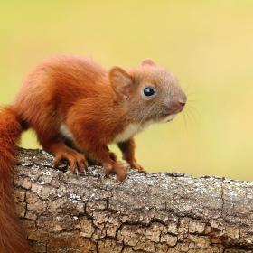 Biodiversity on Land