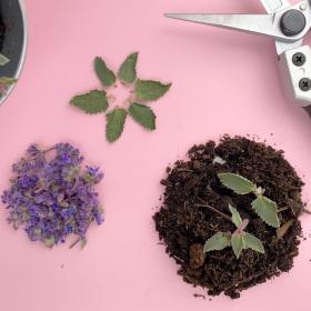 Taste and Soil, Tea and Toil Image of plant cuttings