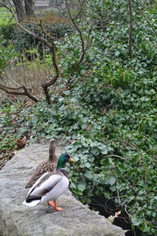 Wildlife in Blackrock Park