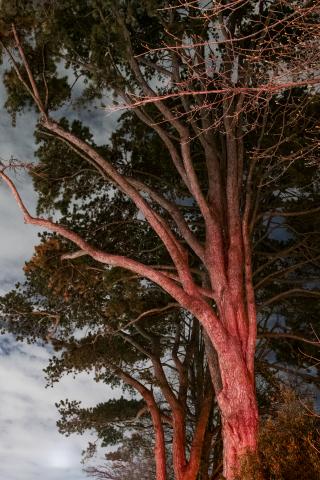 a tree is illuminated by a red light