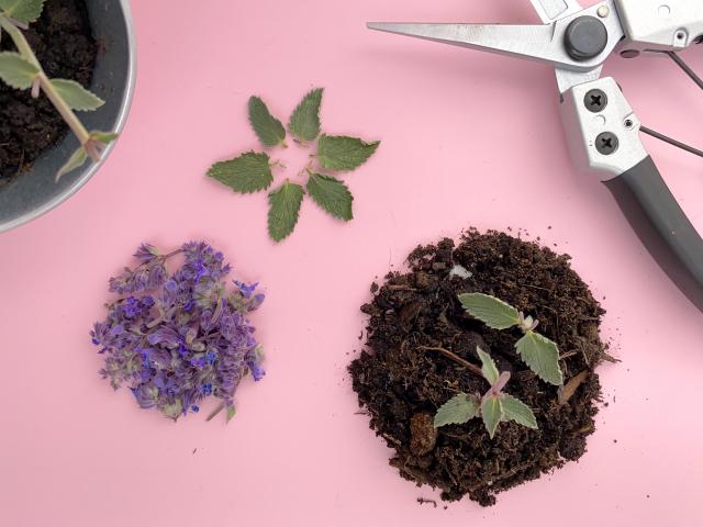 soil, catmint leaves and flowers are arranged on a pink surface with secateurs