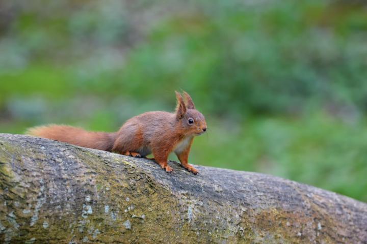 Red Squirrel