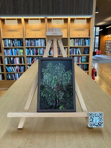 A framed photo of a tree at night is on an easel on top of a bookshelf in the Lexicon Library.