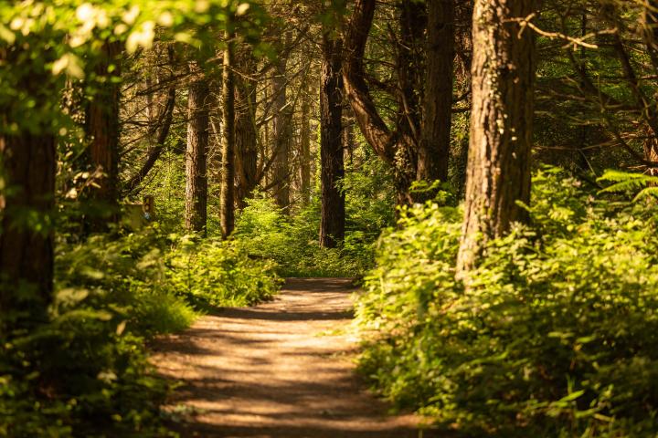 Forest trail through Barnaslingan Wood