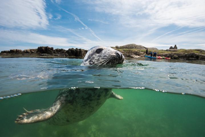 Seals in the UNESCO Dublin Bay Biosphere (Dalkey Island)