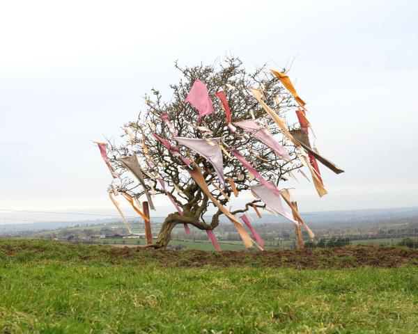 a leafless hawthorn tree is positioned in the centre of the photograph. It has lots of pink and yellow coloured cloth rags tied to it. The tree is windblown and leans to the right of the picture frame. The foreground of the image shows green grass; there is a wire fence behind the tree and in the distance are hills, farmland and some houses