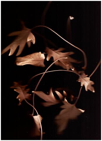 light brown leaves are coming in and out of view with a black background. The image is from leaves placed on a scanner bed.