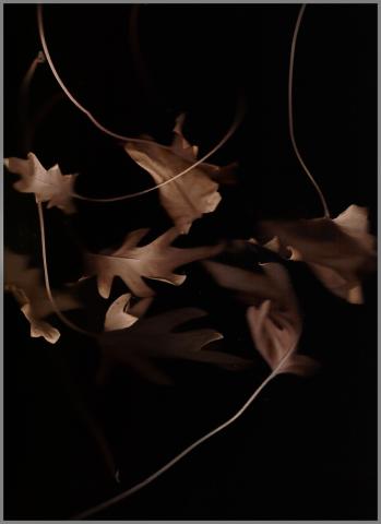 light brown leaves are coming in and out of view with a black background. The image is from leaves placed on a scanner bed.