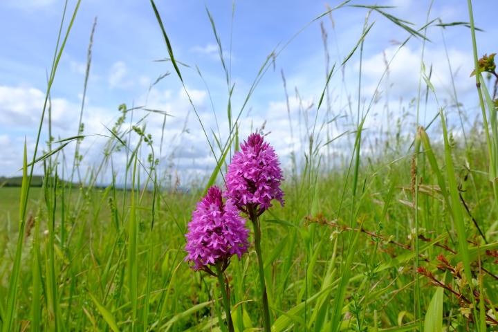 Pyramidal orchids