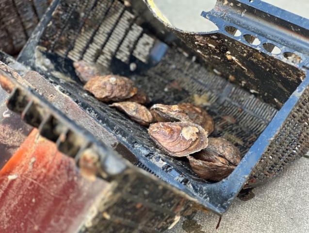 Native Oyster Restoration Field Trip at Dún Laoghaire Harbour.