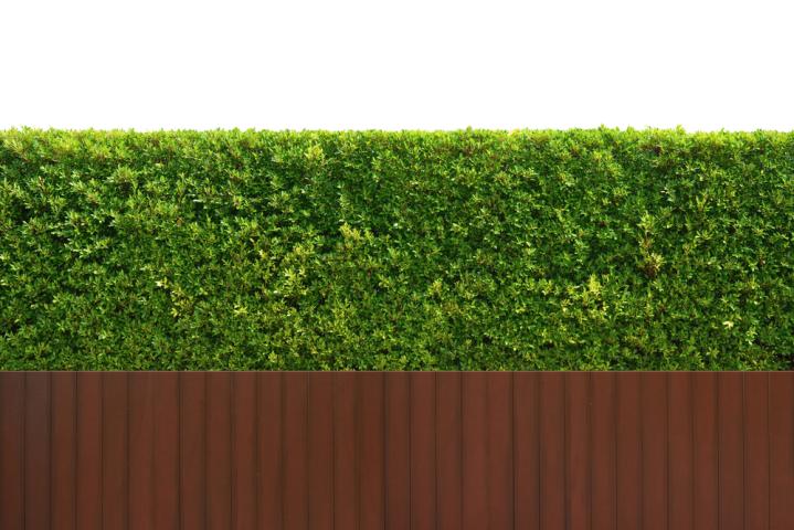 hedges