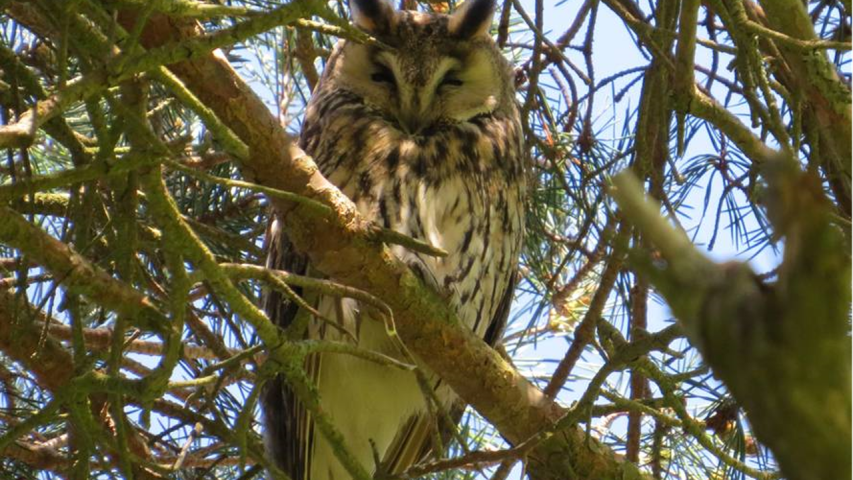 Long Eared Owl