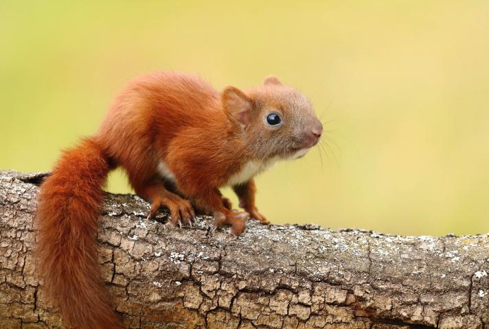 Red Squirrel