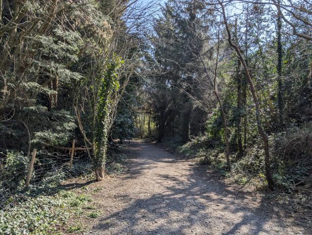 Path in Rathmichael Woods