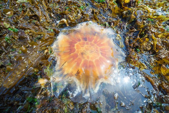lions mane jelly
