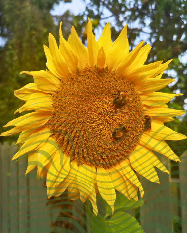 close up photograph of a yellow sunflower with several bees collecting pollen