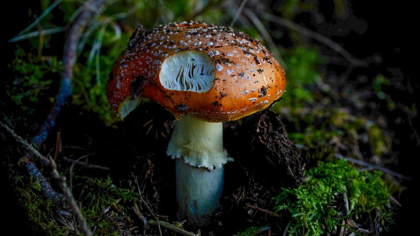 A close up photograph of a bright orange mushroom in a forest with a piece taken out of it at the front, showing the white inside, It is surrounded by green moss