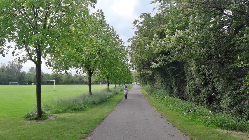 Trees and Pah in Shanganagh Park