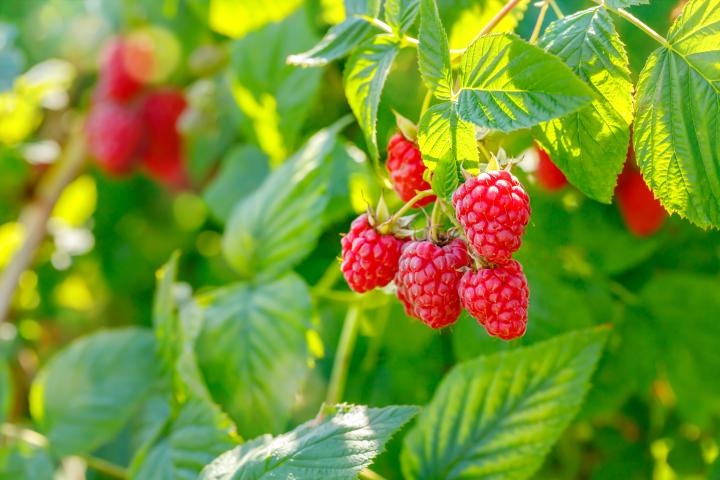 picture of raspberries