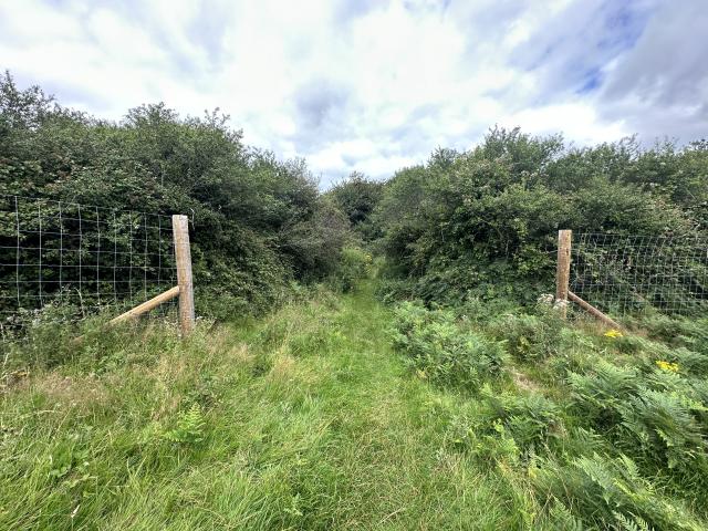 Fitzsimons woodland