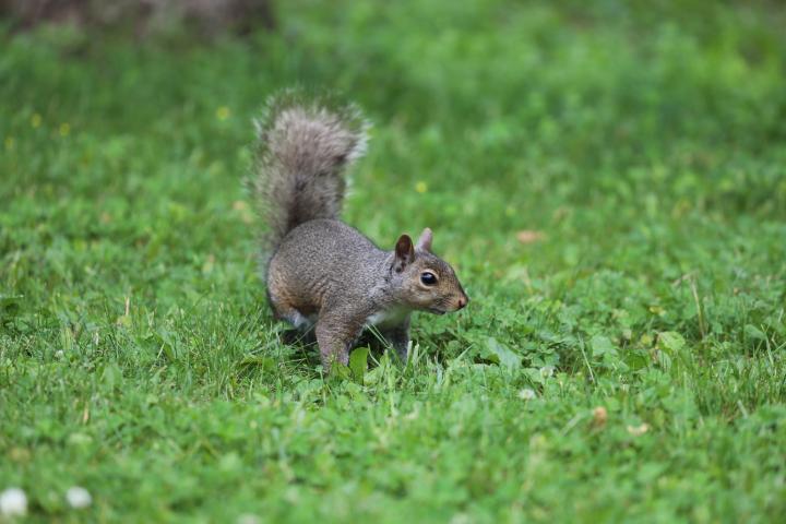 Grey Squirrel in grass