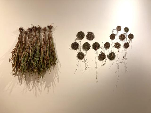 artworks pinned to a white wall. small circles are woven from dried plants and bunches of long grasses hang upside down.