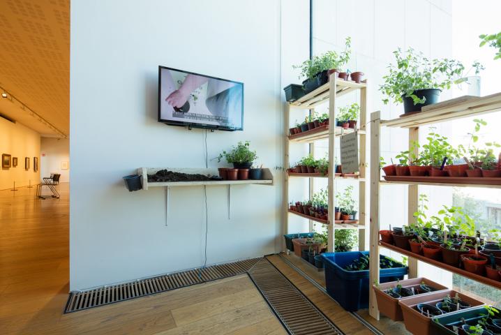 Image of the Growing Gallery, the potting table, TV with instructions and plants growing