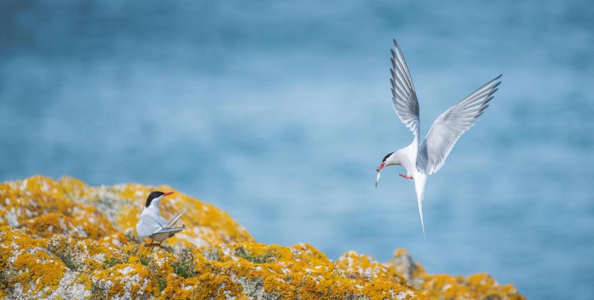 ArticTern Nick Blake