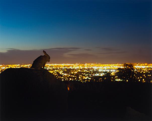 Rabbit, Coinín, Ticknock by Michael Durand Rabbit, Coinín, Ticknock by Michael Durand