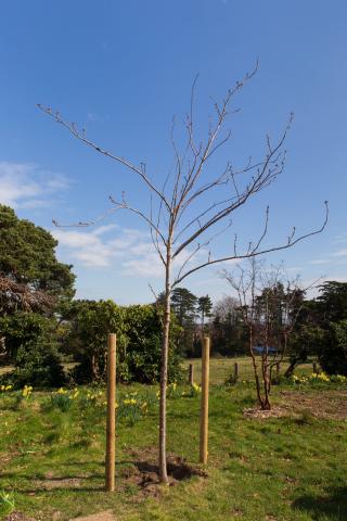 National Tree Week 2022