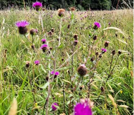 National Biodiversity Week 2022