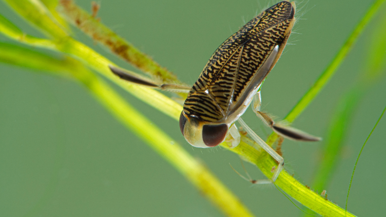 dlr Biodiversity Events - August 2022