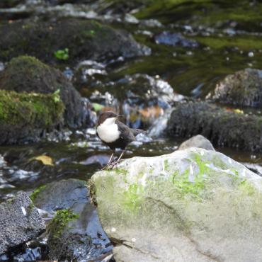 Dodder Valley Park