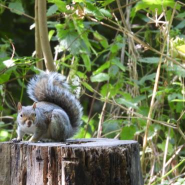 Dodder Valley Park